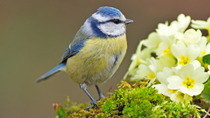 Blue Tit