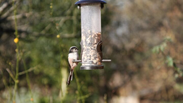 Long Tailed Tit feeding