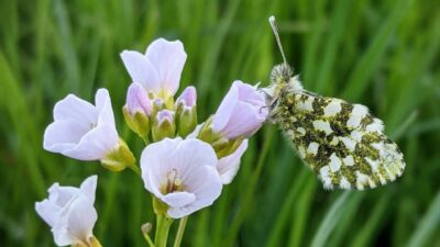 Pollinators