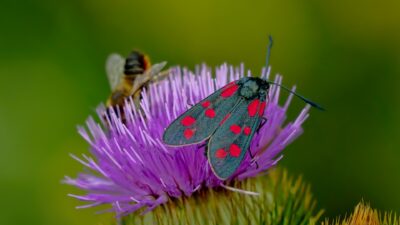 Butterflies and Moths