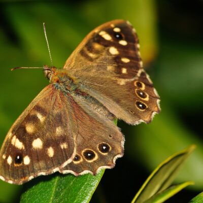 Speckled Wood