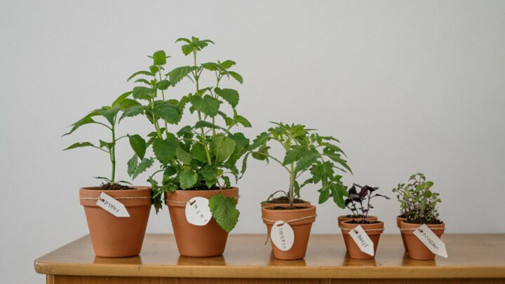 Grow your own Herbs